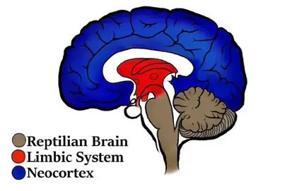 Regions of the brain mapped out in a cross-section